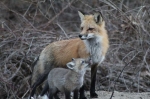 March29,-2011-Foxes-145